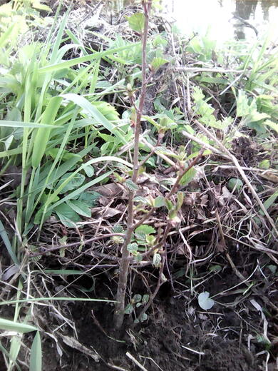 IMG00338.jpg