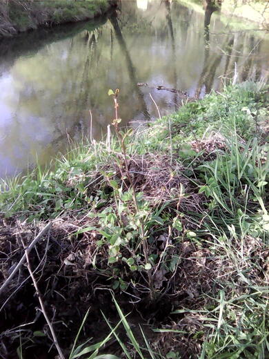 IMG00340.jpg