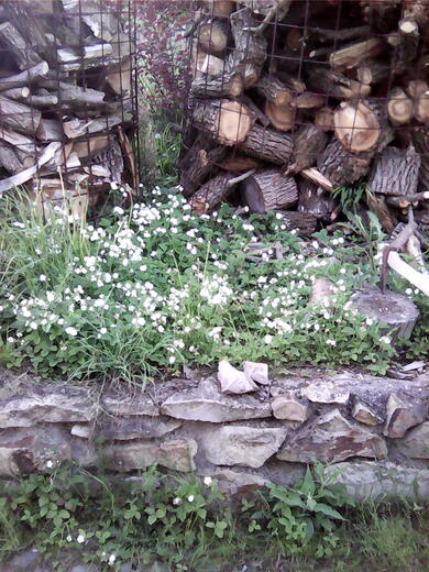 IMG00436.jpg